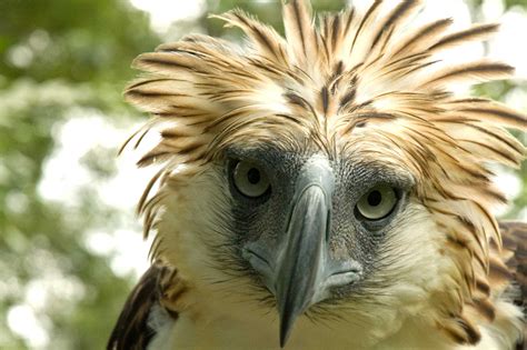 agila simbolo|Agila ng Pilipinas .